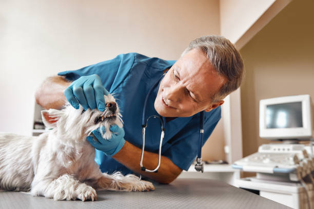 Best Emergency Treatment for Dental Infections or Abscesses in Lochearn, MD